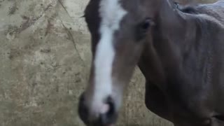 オジュウチョウサン第2子誕生