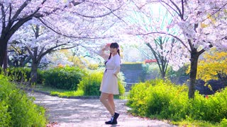 【千】 ハルイチ。 踊ってみた 【桜】