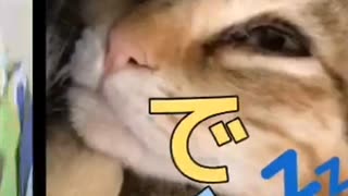 これが子猫の開眼爆睡!!