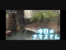 赤ちゃんなまず飼育日記 290日目