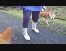 宿敵（おやつの）現る