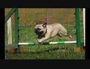 Dog Training