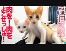 保護子猫4姉弟、馬刺しをキメて覚醒する