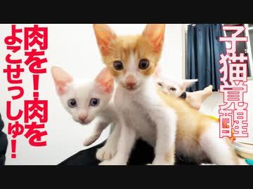 保護子猫4姉弟、馬刺しをキメて覚醒する