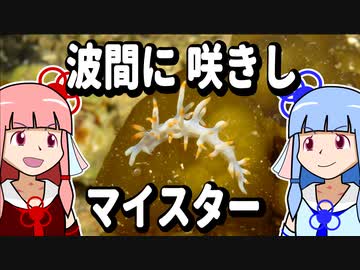 【琴葉姉妹の磯遊び】波間に咲きしマイスター【VOICEROIDウミウシ解説】