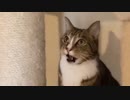 あまりの毛の多さにありえない表情をする猫さん