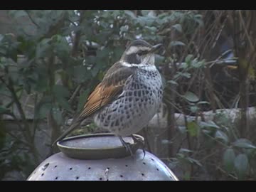 庭に飛来したツグミの観察