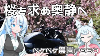 2024年3月30日　農作業日誌P950　桜の花びらを求めて奥静エリアへと探査へ挑む