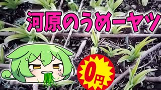 金がねーから雑草を食うのだ！！