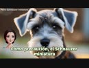 Perro pequeño Schnauzer miniatura Perro lindo Canino popular Per - Español -スペイン語版