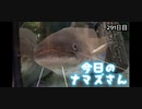 赤ちゃんなまず飼育日記 291日目