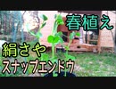 絹さやスナップエンドウ植付け