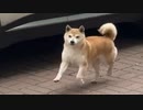 ホモと見る空中浮遊する柴犬
