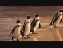 お題「ペンギン」AIで文章から動画生成の初テスト（Filmora13.2.6）