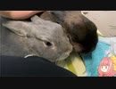 【ウサギ】うさざつ　三月号【琴葉茜】