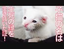 生死の縁を生き抜いた子猫達、その交差するとき