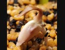 ウェルウィッチア・ミラビリス、奇想天外(Welwitschia mirabilis)観察日記-その1