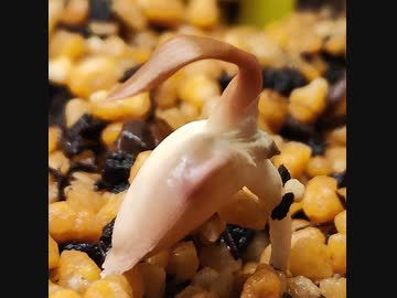 ウェルウィッチア・ミラビリス、奇想天外(Welwitschia mirabilis)観察日記-その1