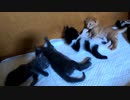 「大丈夫？」絶対起きない子猫「呼んでも触っても起きない」「ぶつかられても踏んづけられても起きない」【生後26日目の始まり】