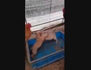 ホモと見る子犬の戦いを見守るニワトリたち