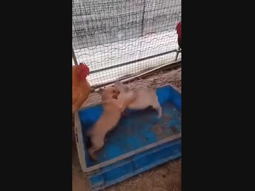 ホモと見る子犬の戦いを見守るニワトリたち