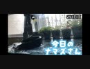 赤ちゃんなまず飼育日記 293日目