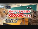 【猫ミーム】初めてできた友達がメンヘラだった