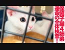 保護子猫4姉弟、運命の全体検査に挑む