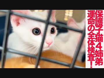 保護子猫4姉弟、運命の全体検査に挑む