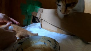 子猫の身代わりになる母猫【飼主の黒歴史】離乳食みんな反対（乳離れしたくない子猫と乳離れさせたくない母猫）