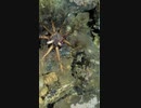 ホモと見る食事するナマコ