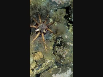 ホモと見る食事するナマコ