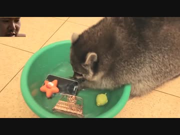 ホモと見るとんでもない事をしでかすゴミパンダ