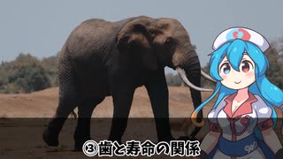 【動物雑学】ゾウの面白い雑学７選を解説！【雨晴はう】