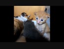 【ショート】母猫に翻弄される子猫
