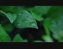 Water droplets on deep green leaves.