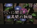 ついに咲いた 満開の朝顔 １１日目 【ぼくなつ】