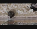 可愛いハムちゃんと関係のないぼやき