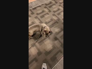 ホモと見る脱走のチャンスを見逃さなかった犬