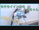 セキセイインコのくう  暑かったので自ら水浴び 20240315,0401