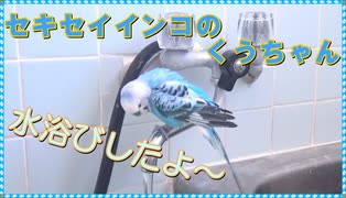 セキセイインコのくう  暑かったので自ら水浴び 20240315,0401