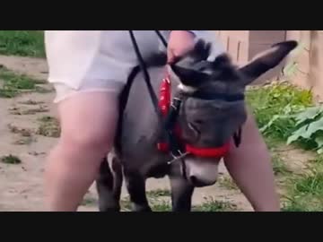 ホモと見るかわいそうなロバ