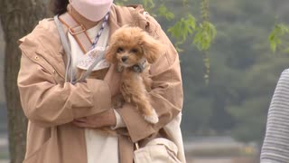 歩けない、寝たきりの犬が増えている　要因は「平均寿命の延び」だけではない　獣医師が指摘する「品種改良」の問題