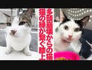 多頭崩壊からのレスキュー猫、縁に導かれた膝上