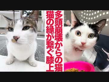 多頭崩壊からのレスキュー猫、縁に導かれた膝上