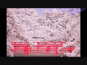 【Remixed by Canon】カノンは卒業生 / otenami feat.重音テト
