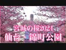 【宮城の桜2024】仙台・錦町公園 2024/04/04