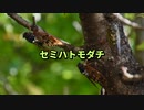 【ニコカラ】セミハトモダチ【off vocal】