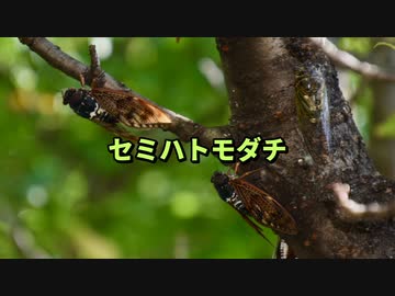 【ニコカラ】セミハトモダチ【off vocal】