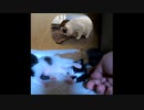 【ショート】子猫は何の夢を見てるのかな